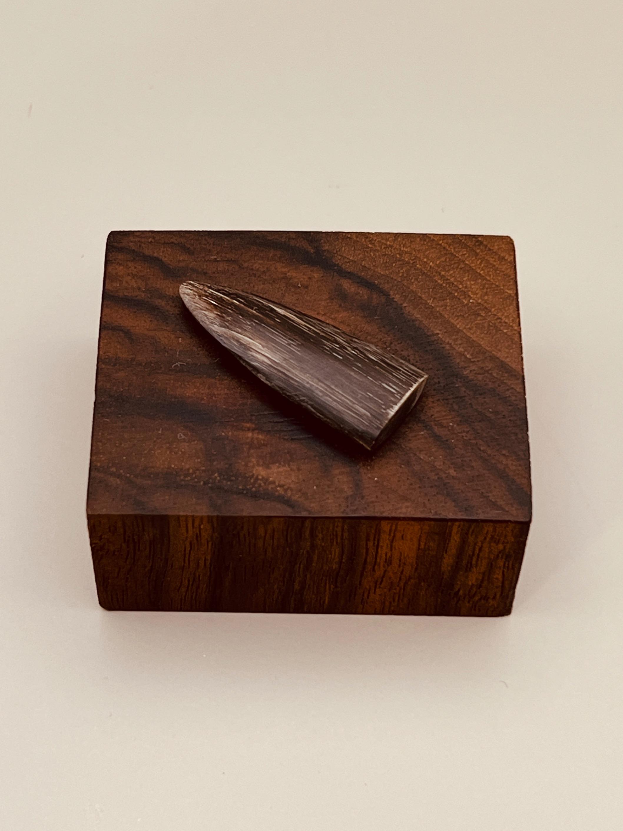 مضراب تار شاخ/ مستور